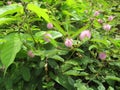 thorny wild plants will be beautiful in time if they have flowering that is round and filamentous pink