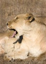 Thornybush lioness Royalty Free Stock Photo
