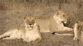 Thornybush lionesses Royalty Free Stock Photo