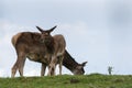 Thorold's Deer (Cervus albirostris) or White-Lipped Deer Royalty Free Stock Photo