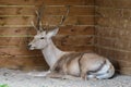 Thorold's Deer (Cervus albirostris) or White-Lipped Deer Royalty Free Stock Photo