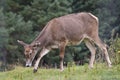 Thorold's Deer (Cervus albirostris) or White-Lipped Deer Royalty Free Stock Photo