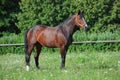 Thoroughbrd horse grazing and rest in ranch paddock Royalty Free Stock Photo