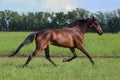 Thoroughbrd race horse trotting in ranch meadow Royalty Free Stock Photo