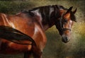 The Thoroughbred Royalty Free Stock Photo