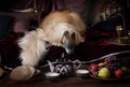 Thoroughbred Afghan hound dog Royalty Free Stock Photo