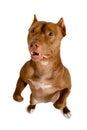 A thoroughbred American Pit Bull Terrier dog stands up on its hind legs Royalty Free Stock Photo