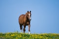 A thoroughbred Arabian Stallion Horse