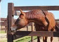 Thoroughbred bay trakehner horse against stud farm