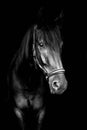 Black horse on black background Royalty Free Stock Photo