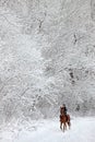 Cowgirl ride horseback in snow woods Royalty Free Stock Photo