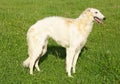 Thoroughbred borzoi dog Royalty Free Stock Photo