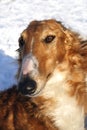 Thoroughbred borzoi dog Royalty Free Stock Photo