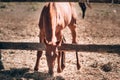 Thoroughbred brown young horse grazing in nature in the village. A beautiful red stallion stands in a stall behind a fence and Royalty Free Stock Photo