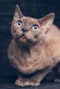 Thoroughbred cat. Exhibition of cats concept. Beautiful Devonian rex cat Royalty Free Stock Photo