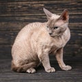 Thoroughbred cat. Exhibition of cats concept. Beautiful Devonian rex cat Royalty Free Stock Photo