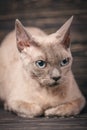 Thoroughbred cat. Exhibition of cats concept. Beautiful Devonian rex cat Royalty Free Stock Photo