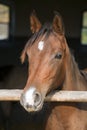 Thoroughbred chestnut saddle horse in the barn Royalty Free Stock Photo