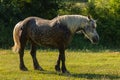 A dappled horse Royalty Free Stock Photo