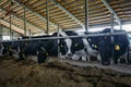 Thoroughbred diary cows in modern free livestock stall Royalty Free Stock Photo