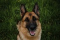 A thoroughbred dog in park sitting and smiling. Portrait of German shepherd of black and red color close-up on background of green Royalty Free Stock Photo