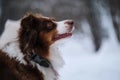 Very beautiful Australian Shepherd dog of brown color. Thoroughbred dog walks in winter park during snowfall. Aussie red tricolor