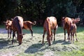 Thoroughbred gidran horses eating fresh mown grass on a rural horse farm