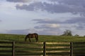 Thoroughbred grazing in KY bluegrass region Royalty Free Stock Photo