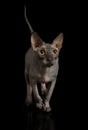 Thoroughbred hairless Canadian Sphinx cat in the studio