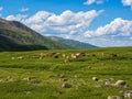 Thoroughbred herd of cows grazes in the distance. Alpine cows grazing, green slope of high mountains. Group of cows in the Royalty Free Stock Photo