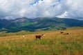 Thoroughbred herd of cows resting in the distance. Alpine cows grazing, green slope of high mountains. Group of cows in the Royalty Free Stock Photo