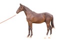 Thoroughbred horse