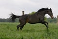 Thoroughbred horse