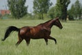 Thoroughbred horse