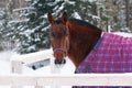Thoroughbred horse in bridle and blanket is under the snow Royalty Free Stock Photo