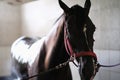 Thoroughbred horse on bridle standing in stable Royalty Free Stock Photo