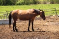 Thoroughbred horse - darkest brown coat with black mane, black tail (Millbury Sutton, Ma)