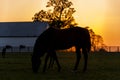 Thoroughbred Horse on Farm - Bluegrass - Central Kentucky Royalty Free Stock Photo