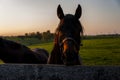 Thoroughbred Horse on Farm - Bluegrass - Central Kentucky Royalty Free Stock Photo