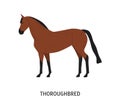 Thoroughbred horse flat vector illustration. Beautiful brown racehorse for equestrian sport isolated on white background Royalty Free Stock Photo