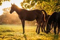 Thoroughbred horse foals in animal farm Royalty Free Stock Photo