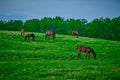 Thoroughbred horse gazing in a field at dusk