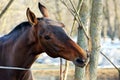 Thoroughbred horse gnaws a tree branch in spring