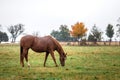 Thoroughbred horse grazing on pasture