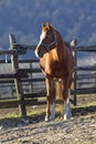 Thoroughbred horse looking over wooden corral fence Royalty Free Stock Photo