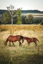 Thoroughbred horse on pasture. Mare with her foal Royalty Free Stock Photo