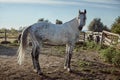 Thoroughbred horse in a pen outdoors and