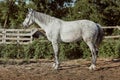 Thoroughbred horse in a pen outdoors and