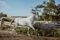 Thoroughbred horse in a pen outdoors and