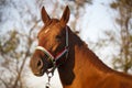 Thoroughbred horse portrait when the sun goes down Royalty Free Stock Photo